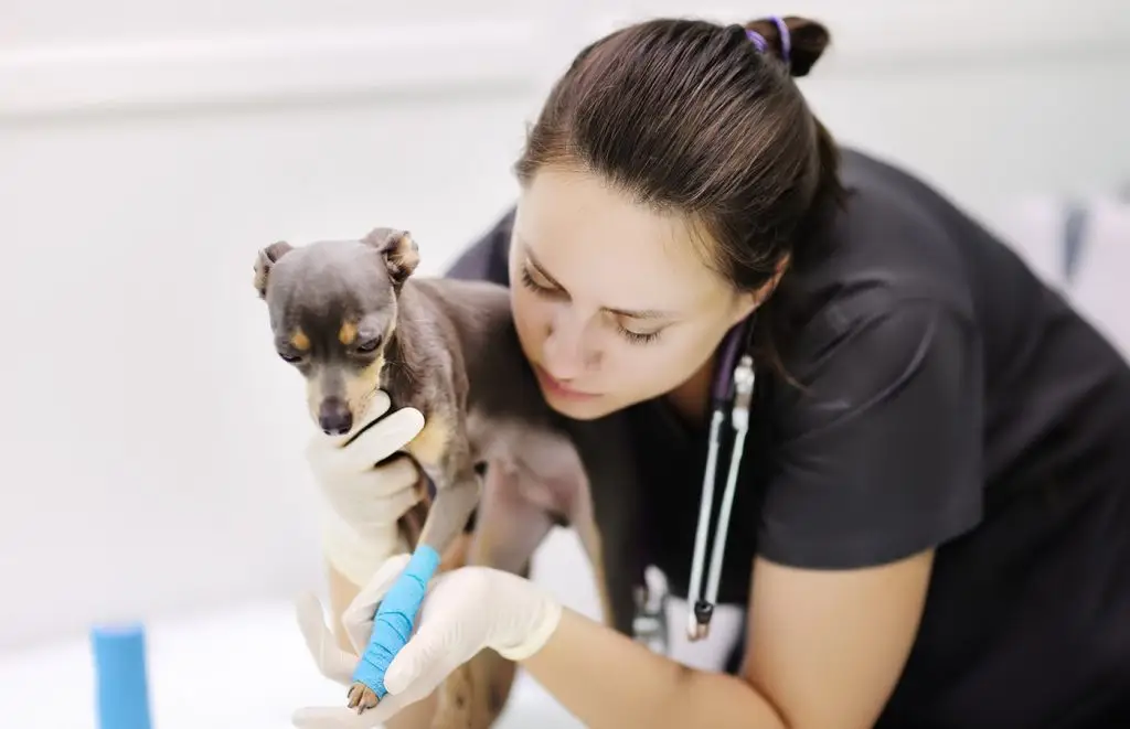 Female veterinarian doctor with dog terrier looking at x-ray