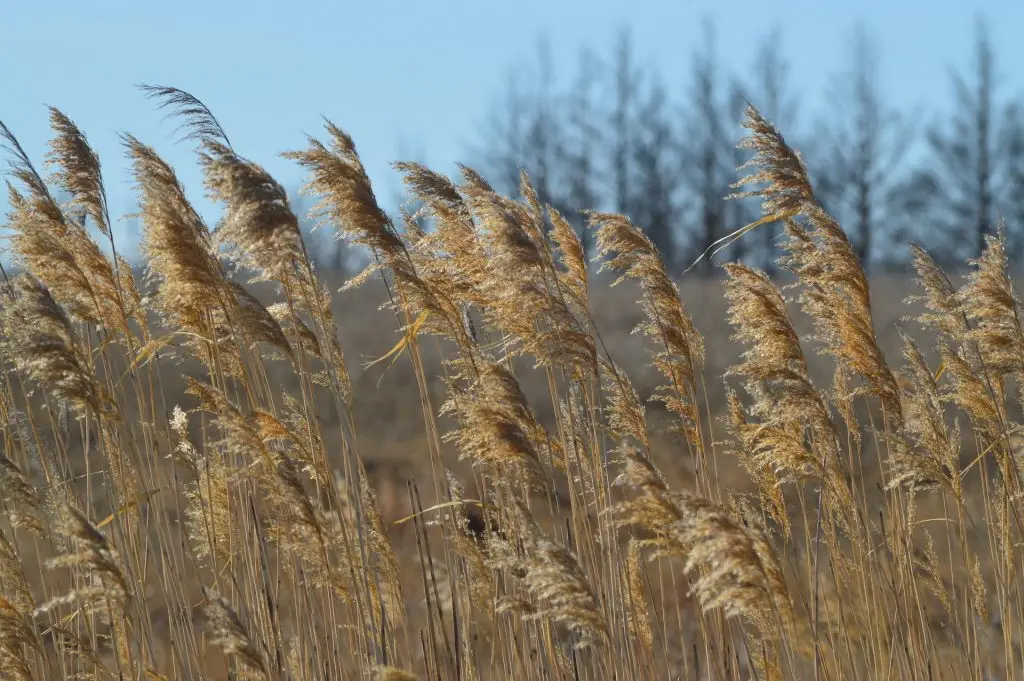 prairie grass blowing in the wind