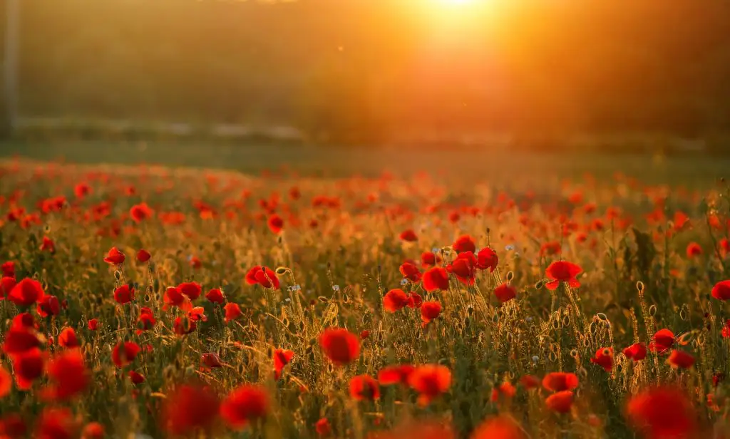 A field of poppies